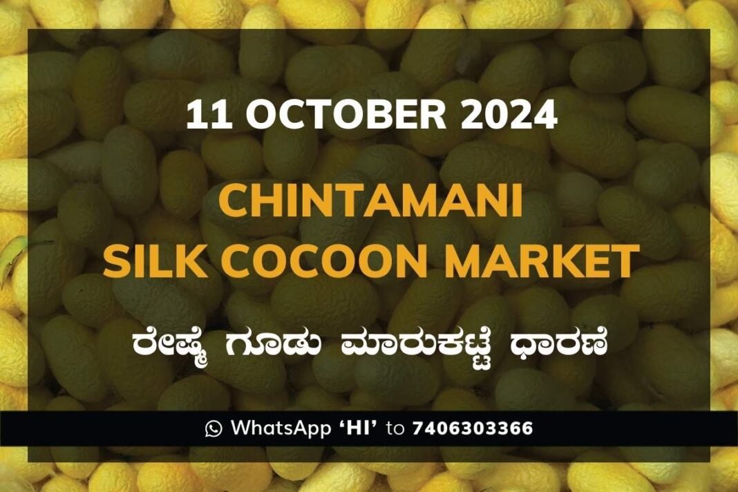 Chintamani Silk Cocoon Market ಚಿಂತಾಮಣಿ ರೇಷ್ಮೆ ಗೂಡು ಮಾರುಕಟ್ಟೆ ಧಾರಣೆ