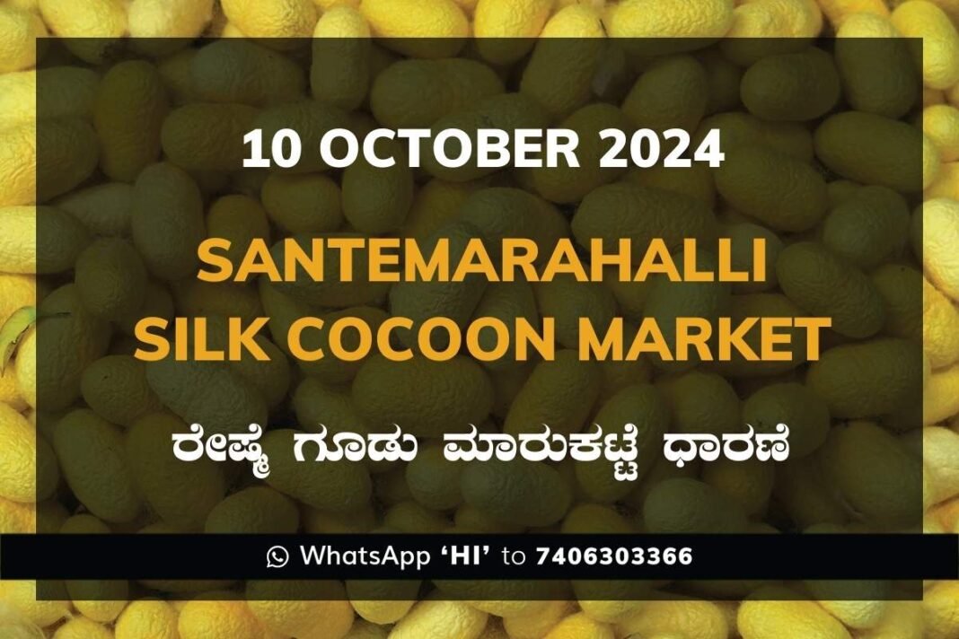 Silk Santhemarahalli Santemarahalli Government Cocoon Market ಸಂತೇಮರಹಳ್ಳಿ ರೇಷ್ಮೆ ಗೂಡು ಮಾರುಕಟ್ಟೆ ಧಾರಣೆ