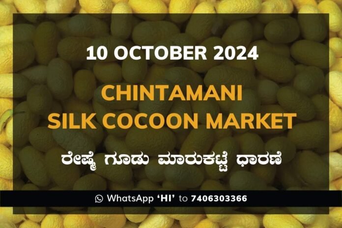 Chintamani Silk Cocoon Market ಚಿಂತಾಮಣಿ ರೇಷ್ಮೆ ಗೂಡು ಮಾರುಕಟ್ಟೆ ಧಾರಣೆ