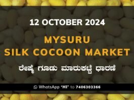 Mysuru Mysore Silk Cocoon Market Price Rate ಮೈಸೂರು ರೇಷ್ಮೆ ಗೂಡು ಮಾರುಕಟ್ಟೆ ಧಾರಣೆ