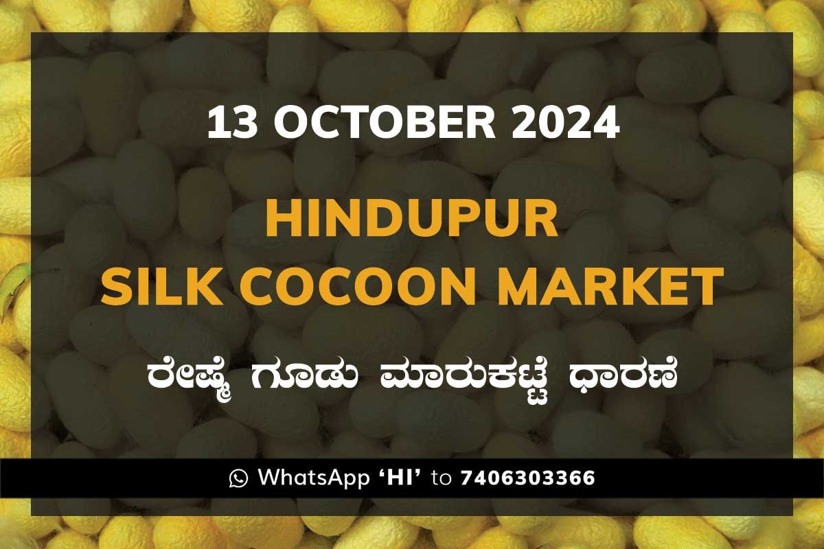 Hindupur Government Silk Cocoon Market Daily Rate Report ಹಿಂದೂಪುರ ರೇಷ್ಮೆ ಗೂಡು ಮಾರುಕಟ್ಟೆ ಧಾರಣೆ