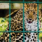 H D Kote Leopard Catch