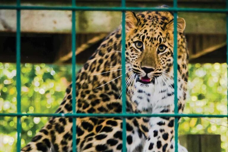 H D Kote Leopard Catch