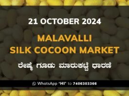 Malavalli Silk Cocoon Market Price Rate ಮಳವಳ್ಳಿ ರೇಷ್ಮೆ ಗೂಡು ಮಾರುಕಟ್ಟೆ ಧಾರಣೆ