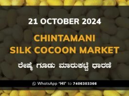 Chintamani Silk Cocoon Market ಚಿಂತಾಮಣಿ ರೇಷ್ಮೆ ಗೂಡು ಮಾರುಕಟ್ಟೆ ಧಾರಣೆ