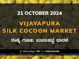 Vijayapura Government Silk Cocoon Market Daily Rate Report ವಿಜಯಪುರ ರೇಷ್ಮೆ ಗೂಡು ಮಾರುಕಟ್ಟೆ ಧಾರಣೆ