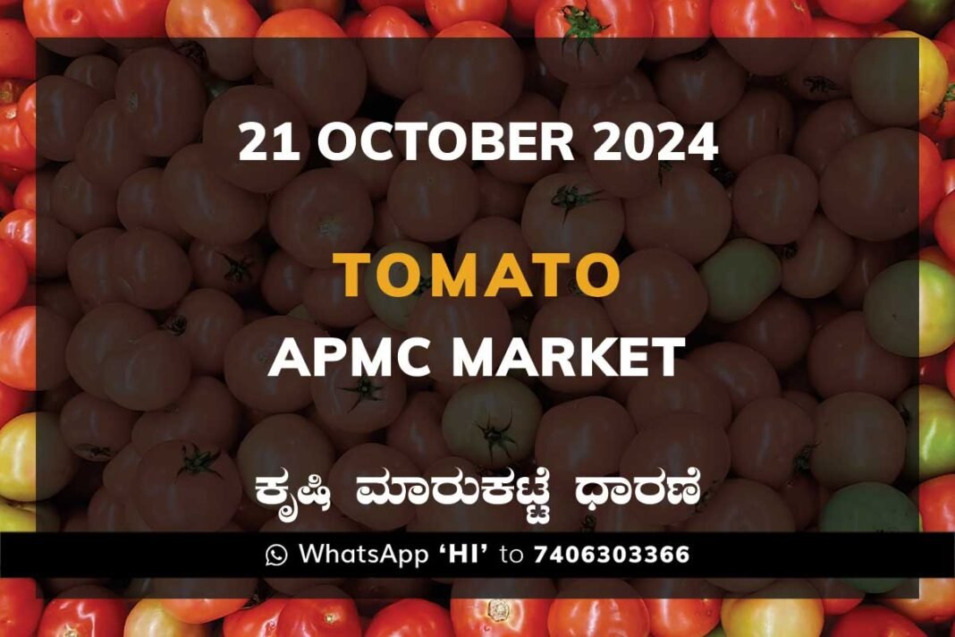 Tomato APMC Market Price: 21 October 2024