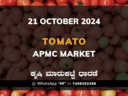 Tomato APMC Market Price: 21 October 2024