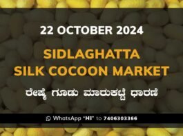 Sidlaghatta Silk Cocoon Market Price Rate ಶಿಡ್ಲಘಟ್ಟ ರೇಷ್ಮೆ ಗೂಡು ಮಾರುಕಟ್ಟೆ ಧಾರಣೆ