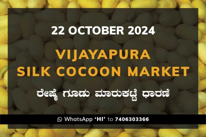 Vijayapura Government Silk Cocoon Market Daily Rate Report ವಿಜಯಪುರ ರೇಷ್ಮೆ ಗೂಡು ಮಾರುಕಟ್ಟೆ ಧಾರಣೆ