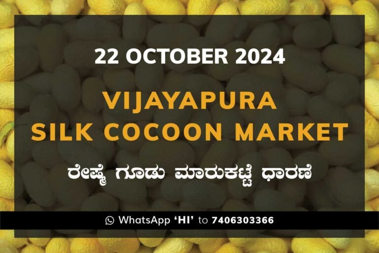 Vijayapura Government Silk Cocoon Market Daily Rate Report ವಿಜಯಪುರ ರೇಷ್ಮೆ ಗೂಡು ಮಾರುಕಟ್ಟೆ ಧಾರಣೆ