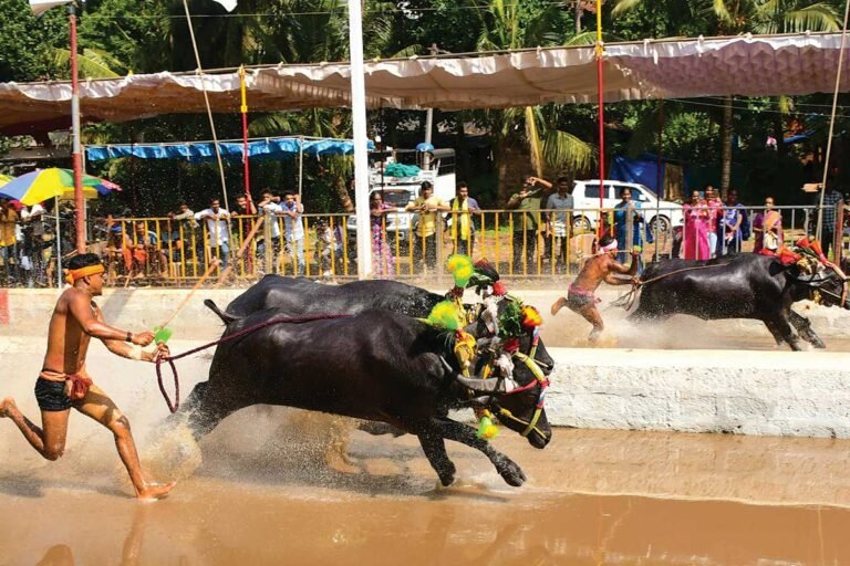 Bengaluru Kambala