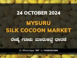 Mysuru Mysore Silk Cocoon Market Price Rate ಮೈಸೂರು ರೇಷ್ಮೆ ಗೂಡು ಮಾರುಕಟ್ಟೆ ಧಾರಣೆ