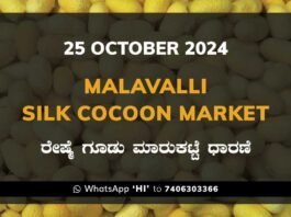 Malavalli Silk Cocoon Market Price Rate ಮಳವಳ್ಳಿ ರೇಷ್ಮೆ ಗೂಡು ಮಾರುಕಟ್ಟೆ ಧಾರಣೆ