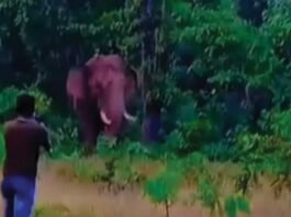 worker died while taking selfie with Wild elephant