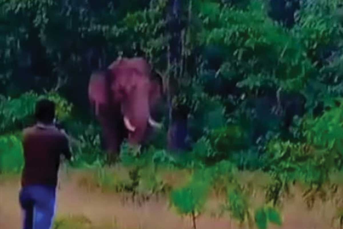 worker died while taking selfie with Wild elephant