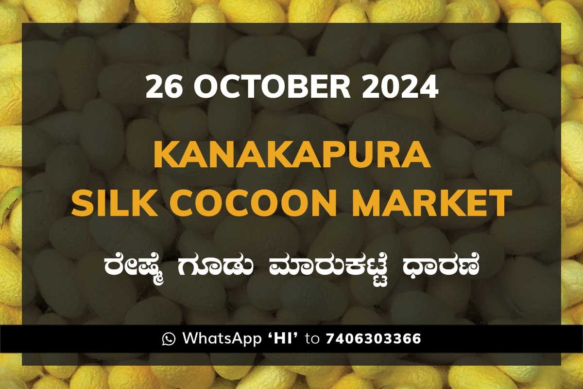 26Oct24Kg Kanakapura Silk Cocoon Market ಕನಕಪುರ ರೇಷ್ಮೆ ಗೂಡು ಮಾರುಕಟ್ಟೆ ಧಾರಣೆ