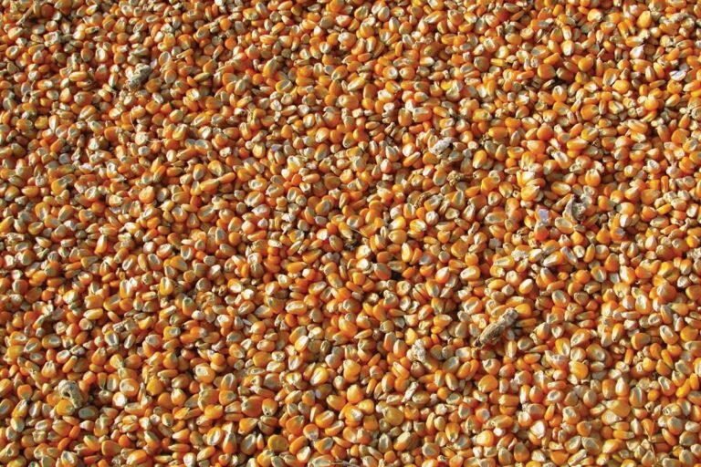Poor Quality Maize Distribution in Ration at Gadag district food Dept