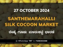 Silk Santhemarahalli Santemarahalli Government Cocoon Market ಸಂತೇಮರಹಳ್ಳಿ ರೇಷ್ಮೆ ಗೂಡು ಮಾರುಕಟ್ಟೆ ಧಾರಣೆ