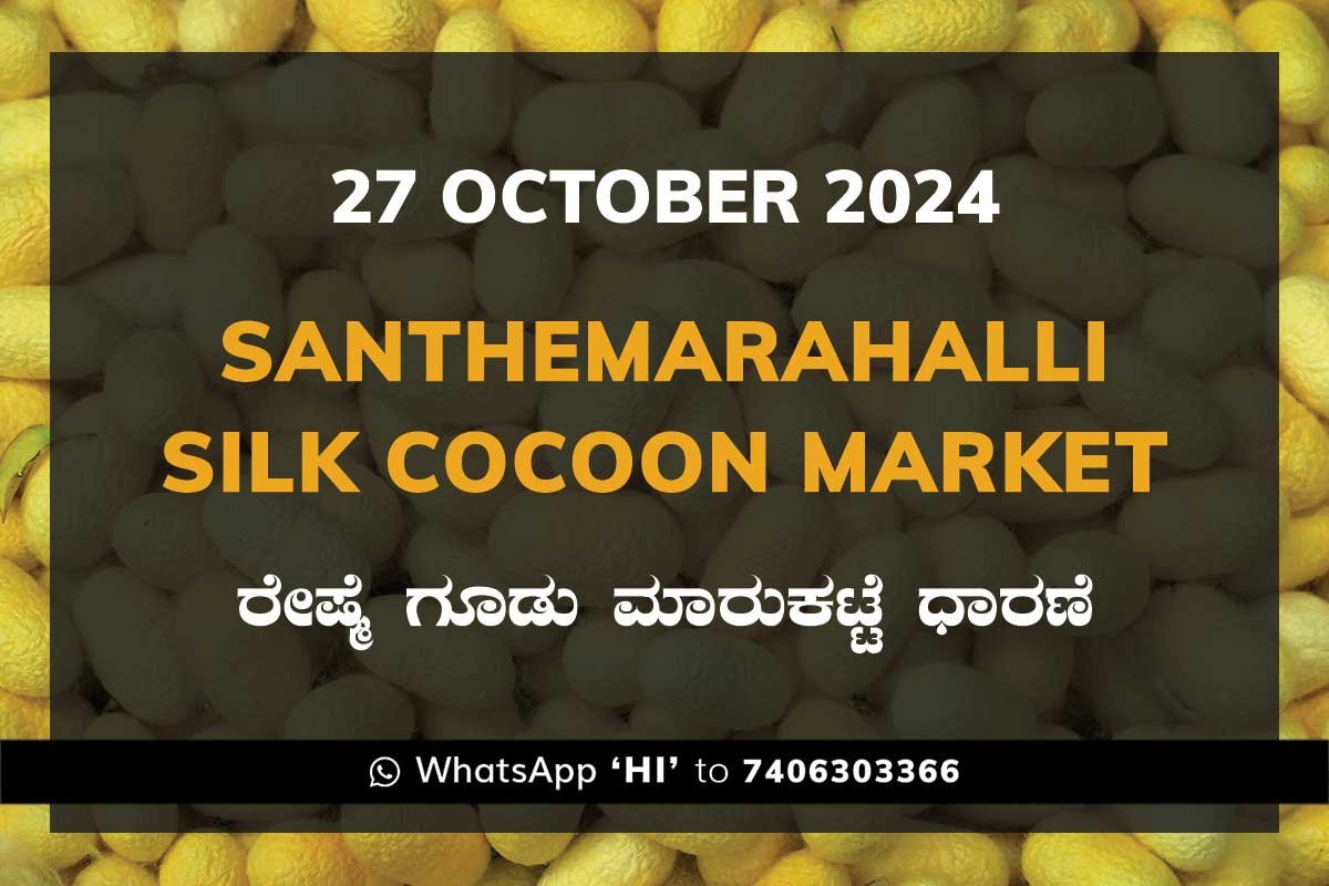 Silk Santhemarahalli Santemarahalli Government Cocoon Market ಸಂತೇಮರಹಳ್ಳಿ ರೇಷ್ಮೆ ಗೂಡು ಮಾರುಕಟ್ಟೆ ಧಾರಣೆ