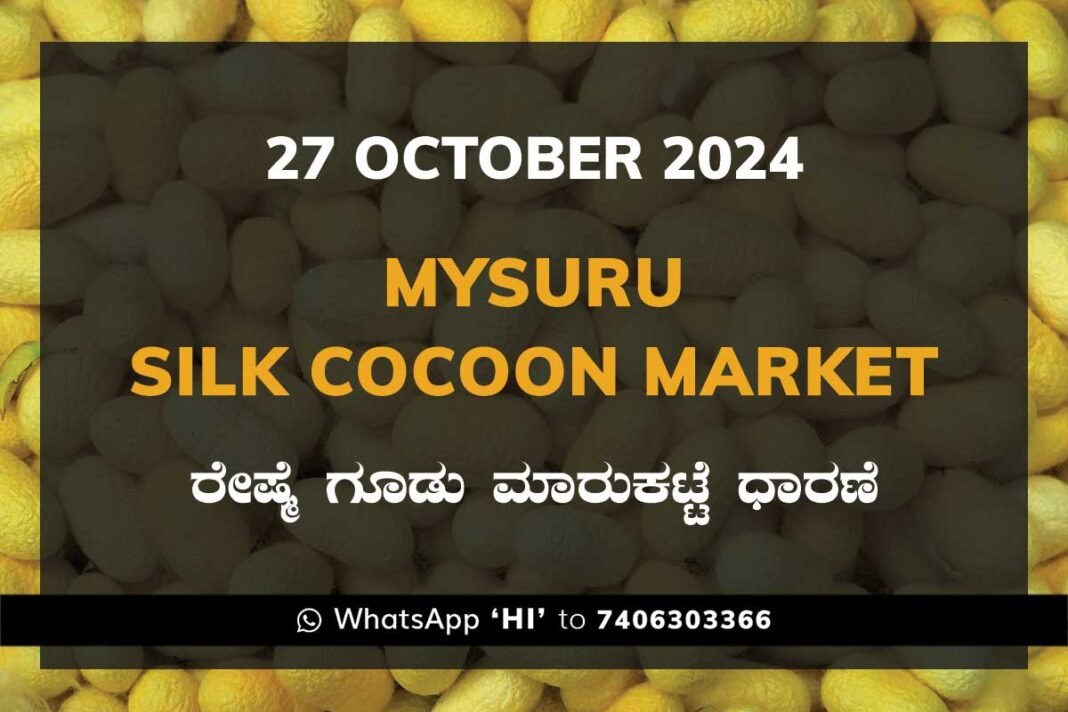 Mysuru Mysore Silk Cocoon Market Price Rate ಮೈಸೂರು ರೇಷ್ಮೆ ಗೂಡು ಮಾರುಕಟ್ಟೆ ಧಾರಣೆ