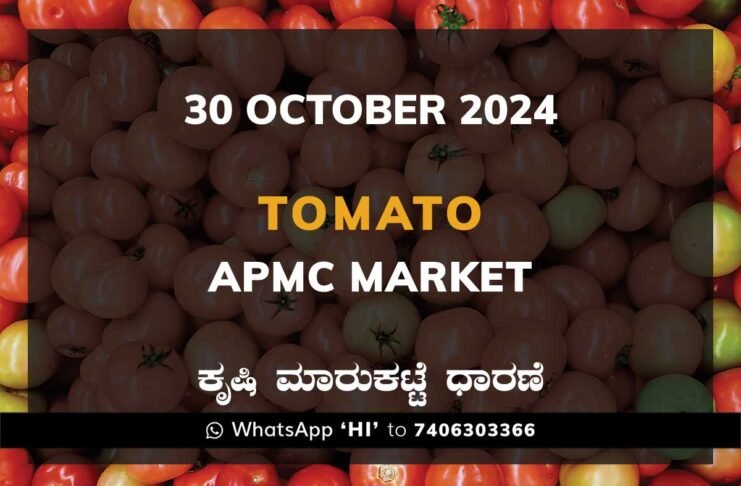 Tomato Karnataka APMC Agriculture Market Daily Price Report ಟೊಮ್ಯಾಟೊ ಕೃಷಿ ಮಾರುಕಟ್ಟೆ ಧಾರಣೆ