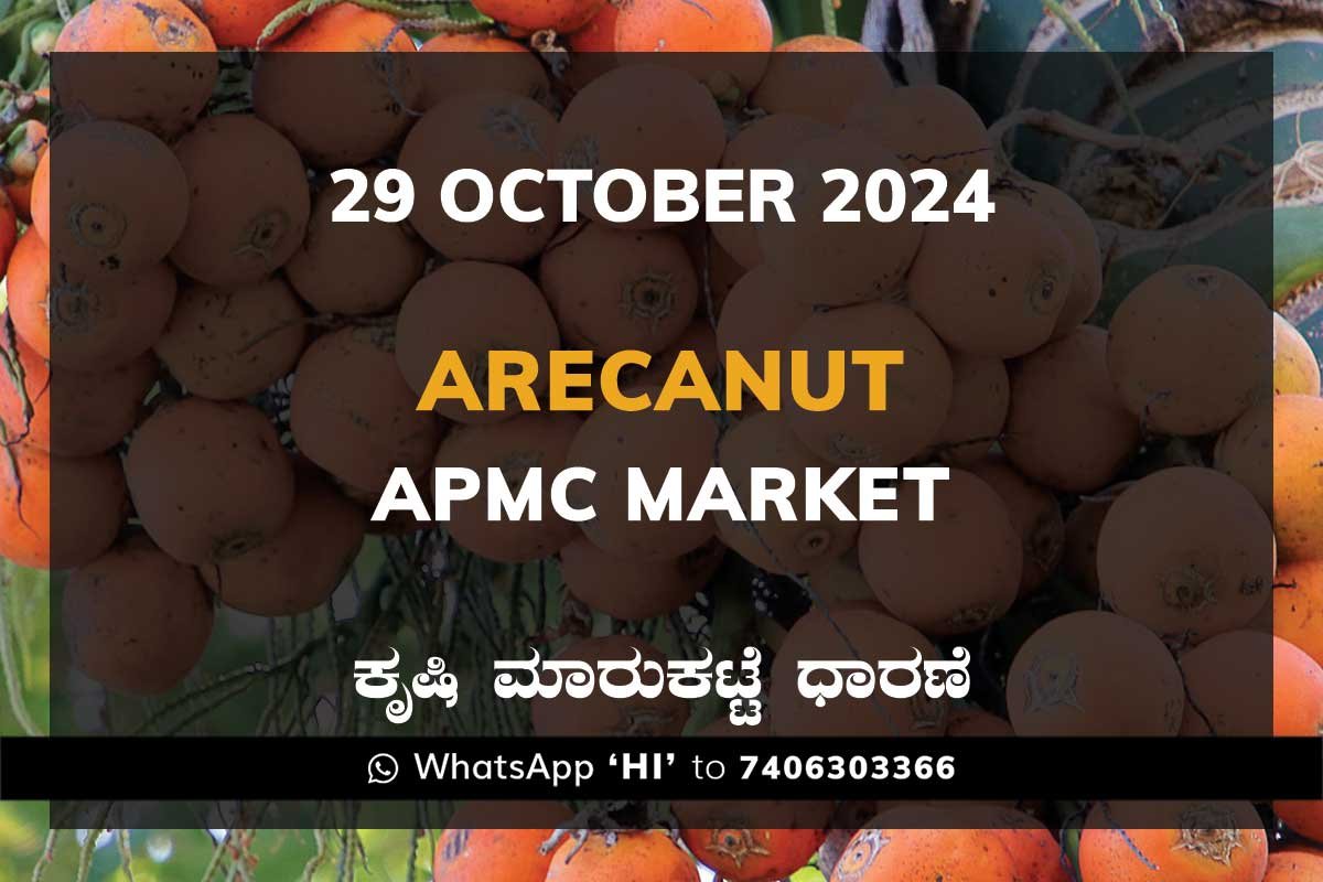 Arecanut Karnataka APMC Agriculture Market Daily Price Report ಅಡಿಕೆ ಕೃಷಿ ಮಾರುಕಟ್ಟೆ ಧಾರಣೆ