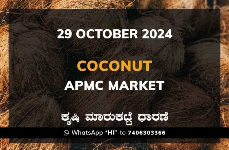 Coconut Karnataka APMC Agriculture Market Daily Price Report ತೆಂಗಿನಕಾಯಿ ಕೃಷಿ ಮಾರುಕಟ್ಟೆ ಧಾರಣೆ