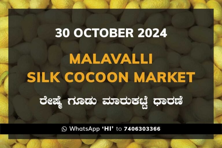 Malavalli Silk Cocoon Market Price Rate ಮಳವಳ್ಳಿ ರೇಷ್ಮೆ ಗೂಡು ಮಾರುಕಟ್ಟೆ ಧಾರಣೆ