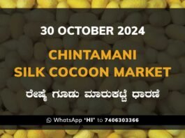 Chintamani Silk Cocoon Market ಚಿಂತಾಮಣಿ ರೇಷ್ಮೆ ಗೂಡು ಮಾರುಕಟ್ಟೆ ಧಾರಣೆ