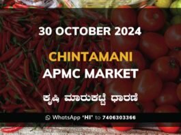 Chintamani APMC Agriculture Market Daily Price Rate List ಚಿಂತಾಮಣಿ ಕೃಷಿ ಮಾರುಕಟ್ಟೆ ಧಾರಣೆ