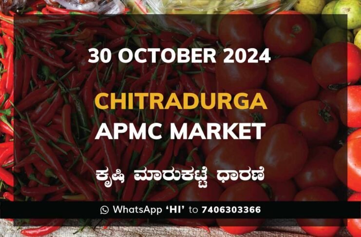 Chitradurga APMC Agriculture Market Daily Price Report ಚಿತ್ರದುರ್ಗ ಕೃಷಿ ಮಾರುಕಟ್ಟೆ ಧಾರಣೆ