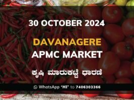 Davanagere APMC Agriculture Market Daily Price Rate List ದಾವಣಗೆರೆ ಕೃಷಿ ಮಾರುಕಟ್ಟೆ ಧಾರಣೆ