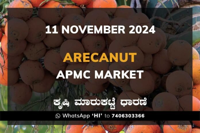 11Nov24Fb Arecanut Karnataka APMC Agriculture Market Daily Price Report ಅಡಿಕೆ ಕೃಷಿ ಮಾರುಕಟ್ಟೆ ಧಾರಣೆ