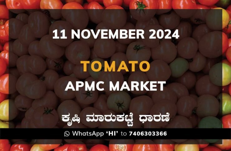 Tomato Karnataka APMC Agriculture Market Daily Price Report ಟೊಮ್ಯಾಟೊ ಕೃಷಿ ಮಾರುಕಟ್ಟೆ ಧಾರಣೆ