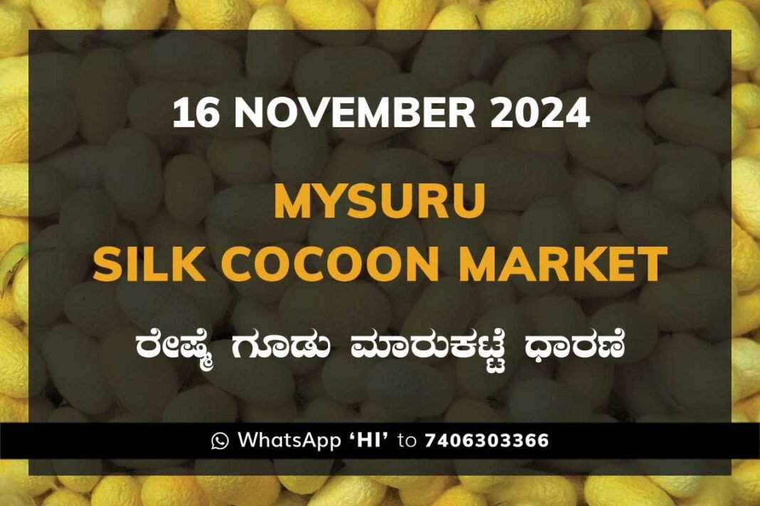 Mysuru Mysore Silk Cocoon Market Price Rate ಮೈಸೂರು ರೇಷ್ಮೆ ಗೂಡು ಮಾರುಕಟ್ಟೆ ಧಾರಣೆ