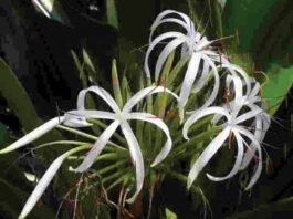 Crinum Andhricum new flowering plant species discovered