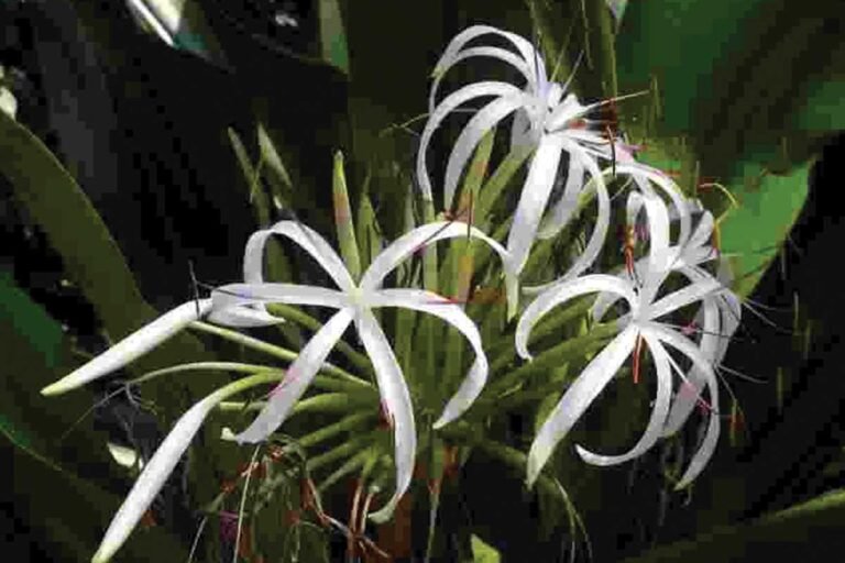 Crinum Andhricum new flowering plant species discovered