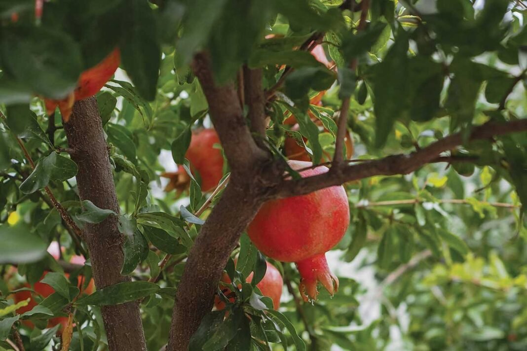 Devanahalli Vijayapura Pomegranate Price Fall farmer distressed