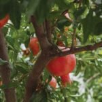 Devanahalli Vijayapura Pomegranate Price Fall farmer distressed