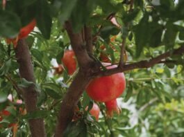 Devanahalli Vijayapura Pomegranate Price Fall farmer distressed