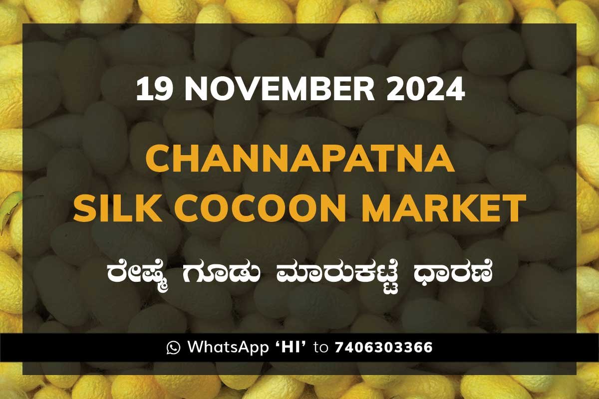19Nov24Ka Channapatna Silk Cocoon Market Price Rate ಚನ್ನಪಟ್ಟಣ ರೇಷ್ಮೆ ಗೂಡು ಮಾರುಕಟ್ಟೆ ಧಾರಣೆ
