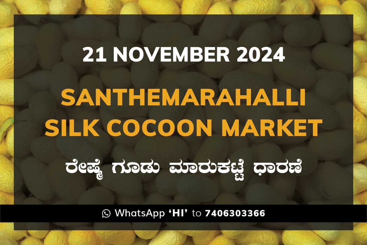 21Nov24kb Silk Santhemarahalli Santemarahalli Government Cocoon Market ಸಂತೇಮರಹಳ್ಳಿ ರೇಷ್ಮೆ ಗೂಡು ಮಾರುಕಟ್ಟೆ ಧಾರಣೆ