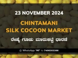 Chintamani Silk Cocoon Market ಚಿಂತಾಮಣಿ ರೇಷ್ಮೆ ಗೂಡು ಮಾರುಕಟ್ಟೆ ಧಾರಣೆ