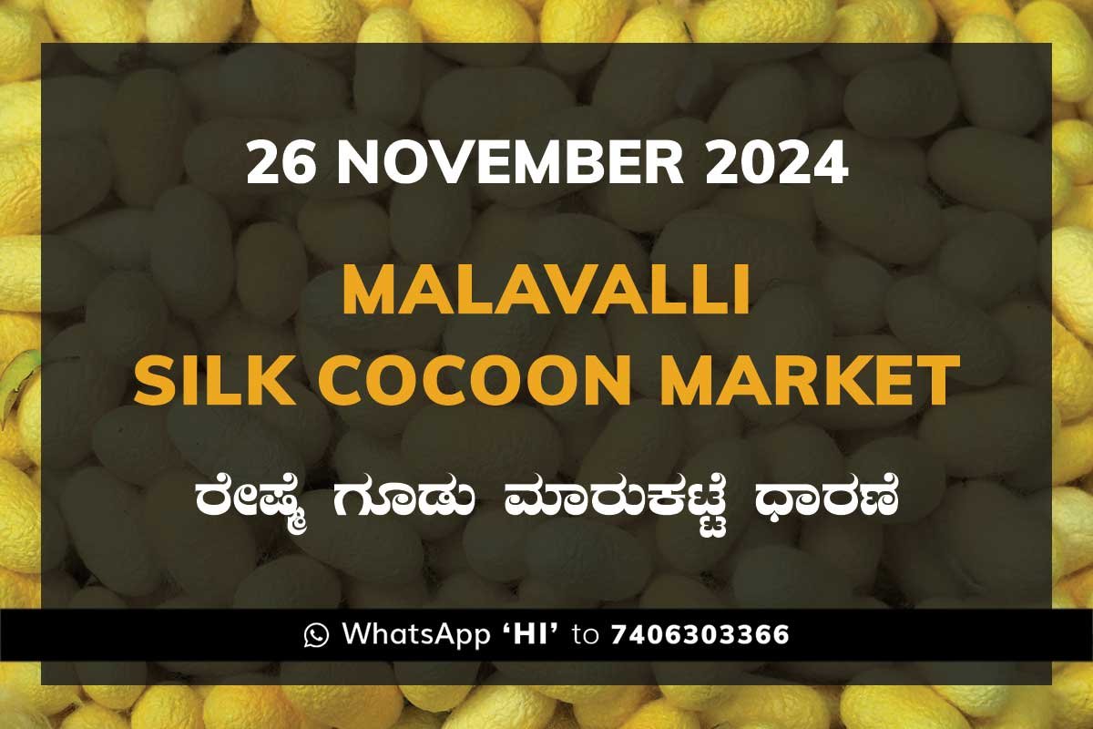 26Nov24Kd Malavalli Silk Cocoon Market Price Rate ಮಳವಳ್ಳಿ ರೇಷ್ಮೆ ಗೂಡು ಮಾರುಕಟ್ಟೆ ಧಾರಣೆ