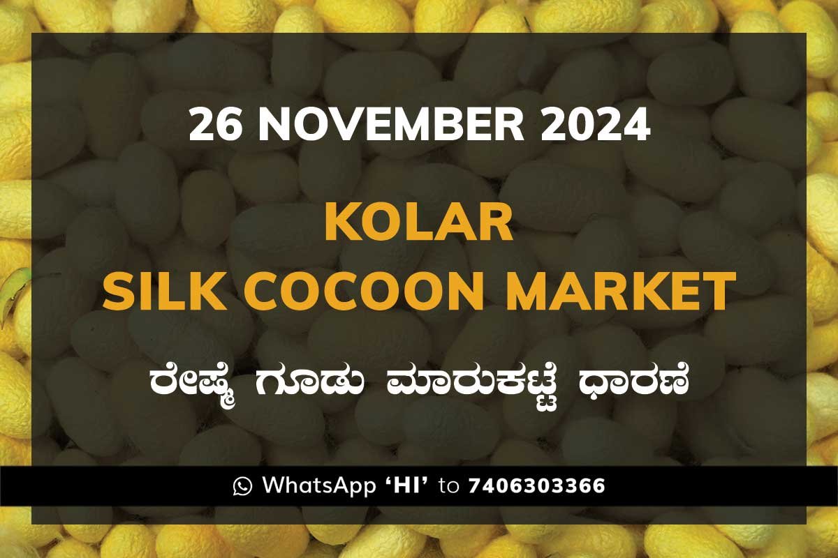 26Nov24Kf Kolar Silk Cocoon Market Price Rate ಕೋಲಾರ ರೇಷ್ಮೆ ಗೂಡು ಮಾರುಕಟ್ಟೆ ಧಾರಣೆ