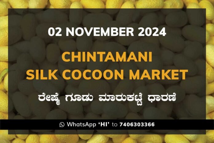 2Nov24Ke Chintamani Silk Cocoon Market ಚಿಂತಾಮಣಿ ರೇಷ್ಮೆ ಗೂಡು ಮಾರುಕಟ್ಟೆ ಧಾರಣೆ