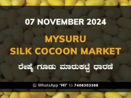 Mysuru Mysore Silk Cocoon Market Price Rate ಮೈಸೂರು ರೇಷ್ಮೆ ಗೂಡು ಮಾರುಕಟ್ಟೆ ಧಾರಣೆ