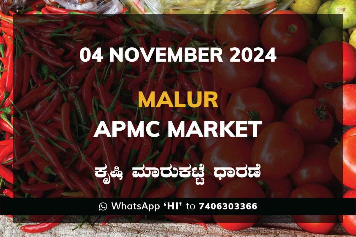 Malur APMC Agriculture Market Daily Price Report ಮಾಲೂರು ಕೃಷಿ ಮಾರುಕಟ್ಟೆ ಧಾರಣೆ