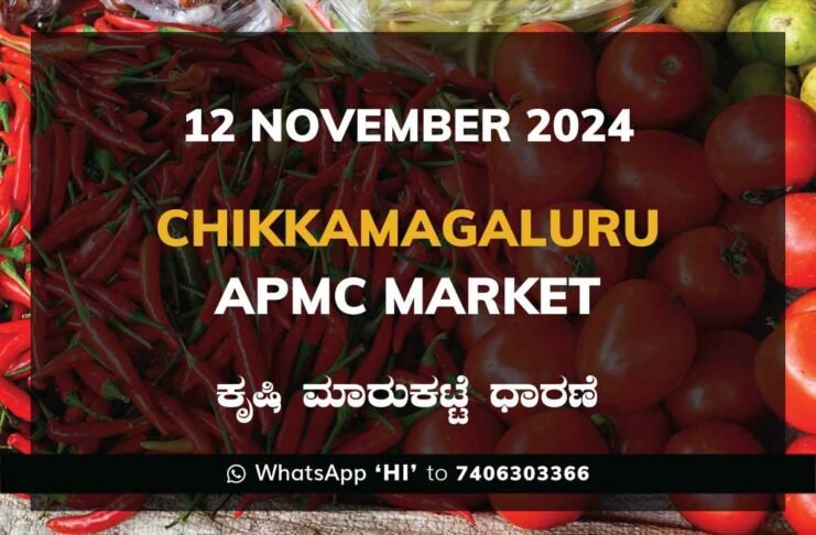 Chikkamagaluru APMC Agriculture Market Daily Price Rate List ಚಿಕ್ಕಮಗಳೂರು ಕೃಷಿ ಮಾರುಕಟ್ಟೆ ಧಾರಣೆ